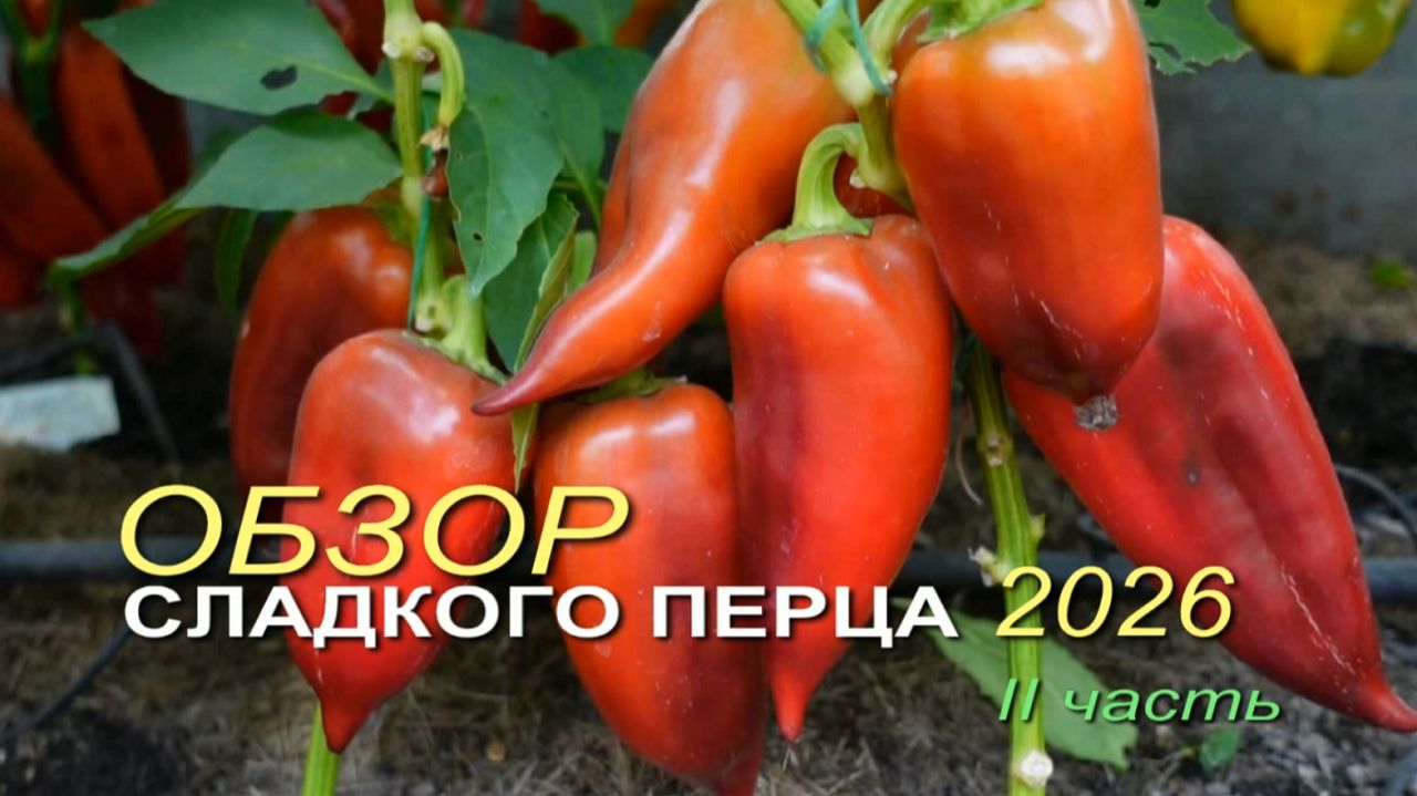 Обзор коллекционных сортов СЛАДКОГО ПЕРЦА сезона 2026. II часть