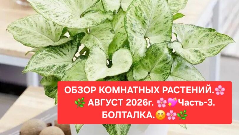 ОБЗОР КОМНАТНЫХ РАСТЕНИЙ.💖🌸 АВГУСТ 2026г.💖🌼 ЧАСТЬ-3.