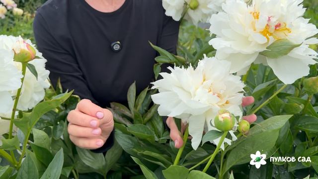 Snow Mountain peony. Сноу Маунтин пион. Пулков сад 2026 г.