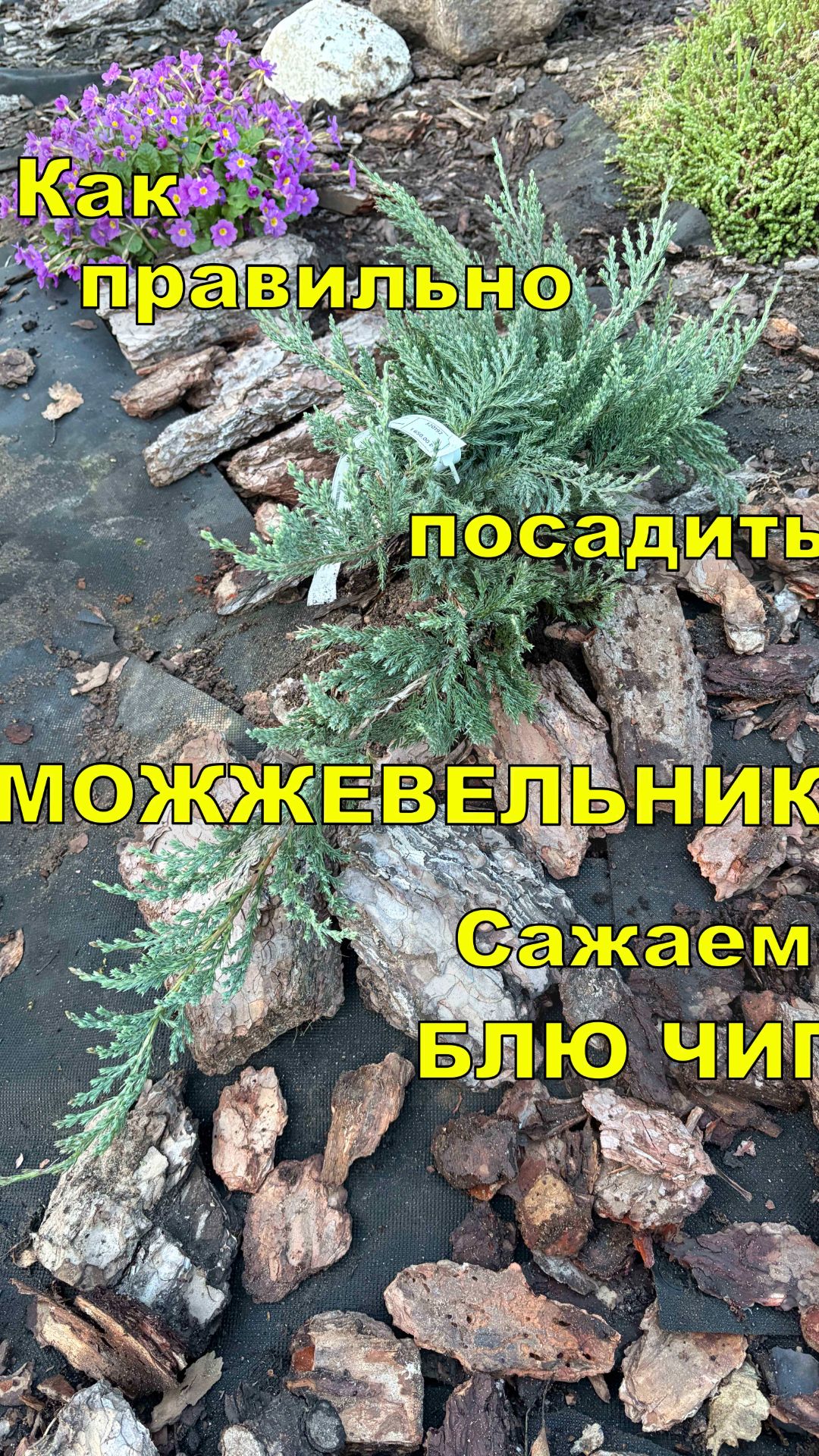Как правильно посадить можжевельник. Сажаем Блю Чип