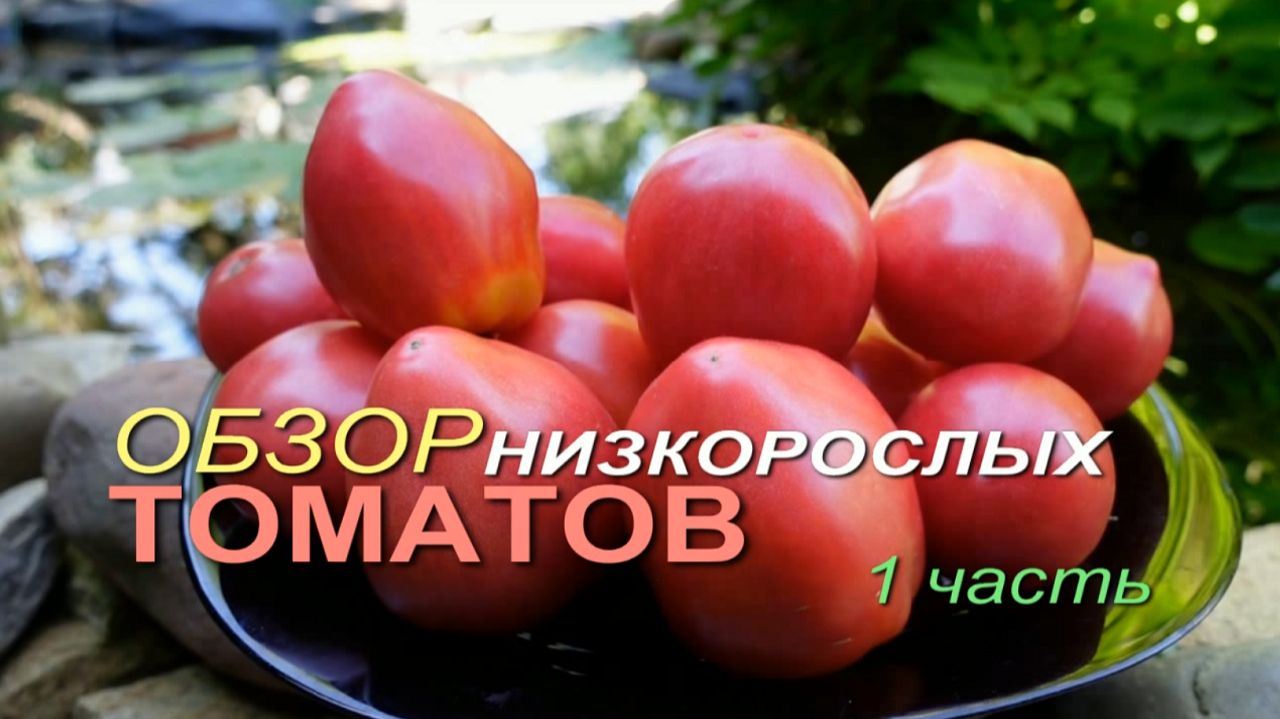 🍅Обзор НИЗКОРОСЛЫХ сортов ТОМАТОВ в открытом грунте. 1 часть