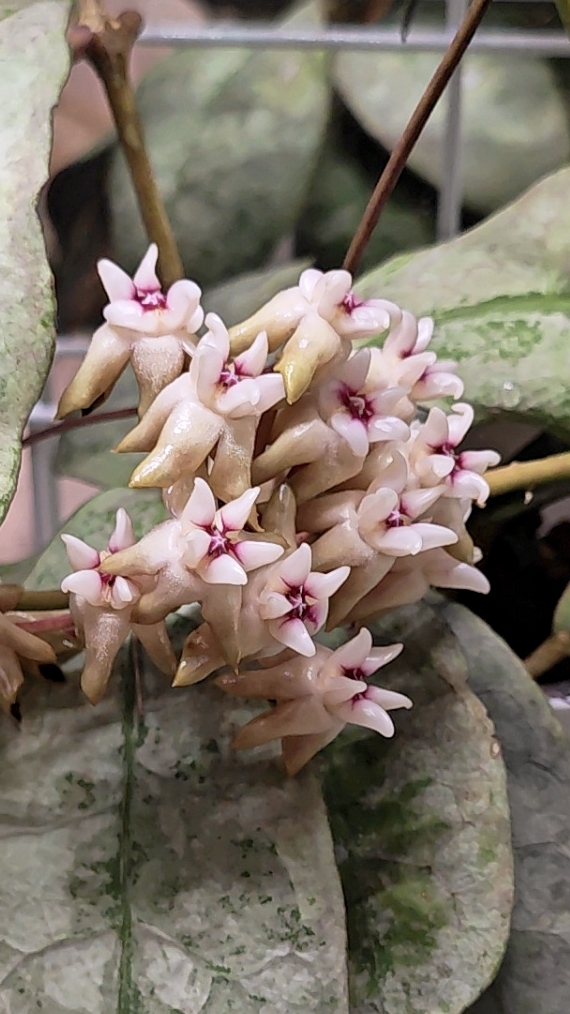 Hoya Mitrata Silver