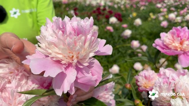 Sorbet peonySorbet peony. Сорбет пион. Пулков сад 2026 г.