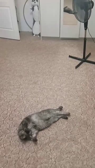 Приколы животные