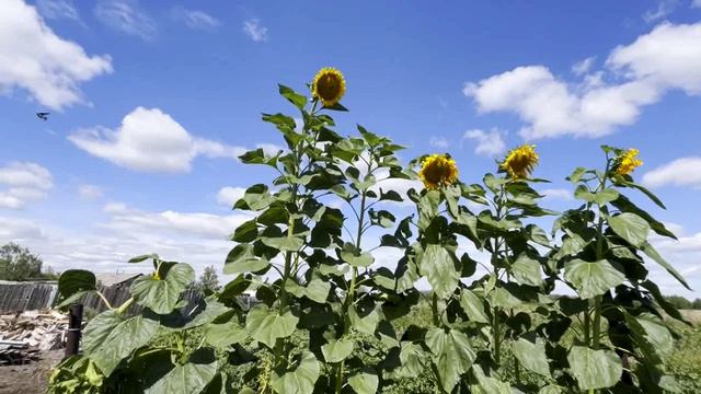 Где не надо -гигантизм