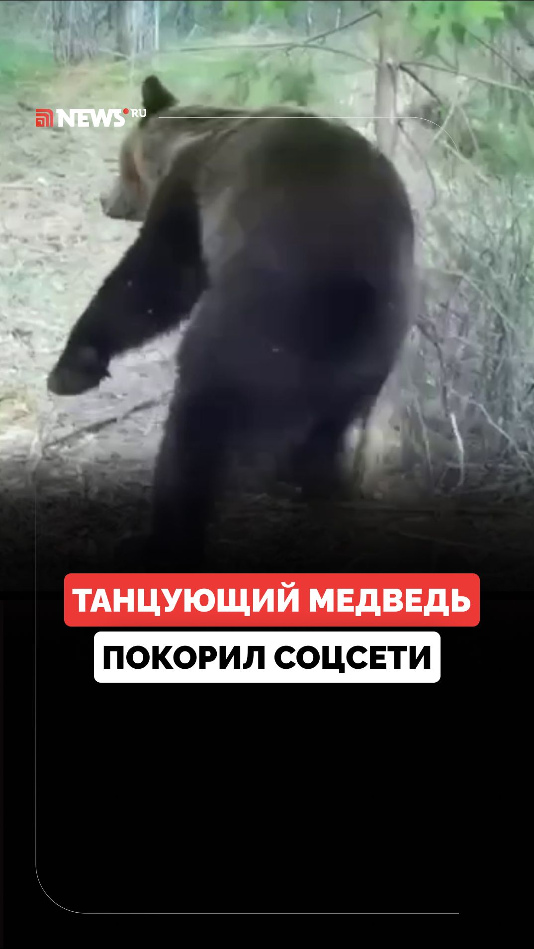 Медведь устроил жаркие танцы в Нижне-Свирском заповеднике