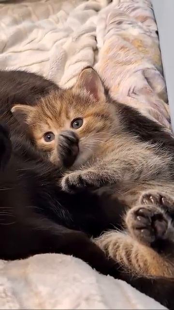милый котенок