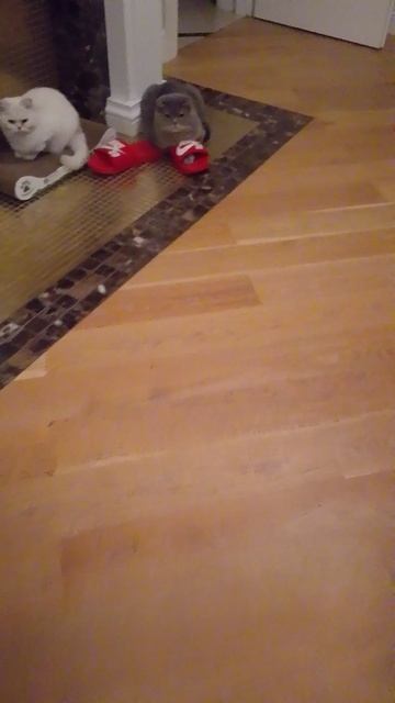 Коты😺