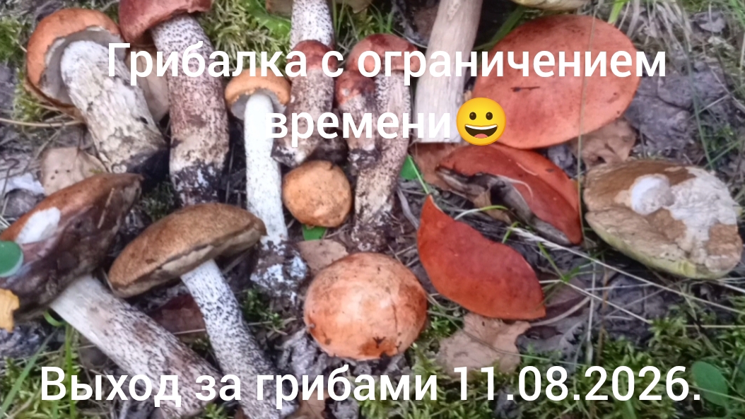 Выход за грибами 11.08.2026.