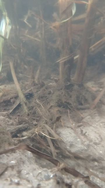 Что скрывается под водой подводныймир рыба водоросли