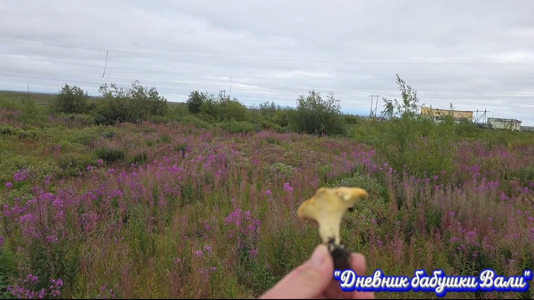 Гуляем в тундру. Бывший пос. Западный.