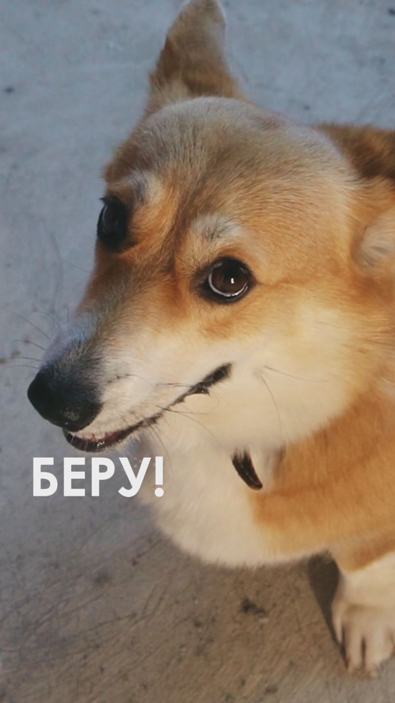 Ну что одобряем планировку вместе с главным экспертом?