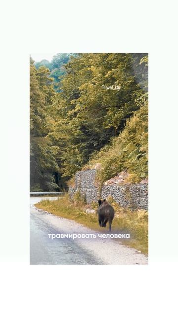 дикие животные