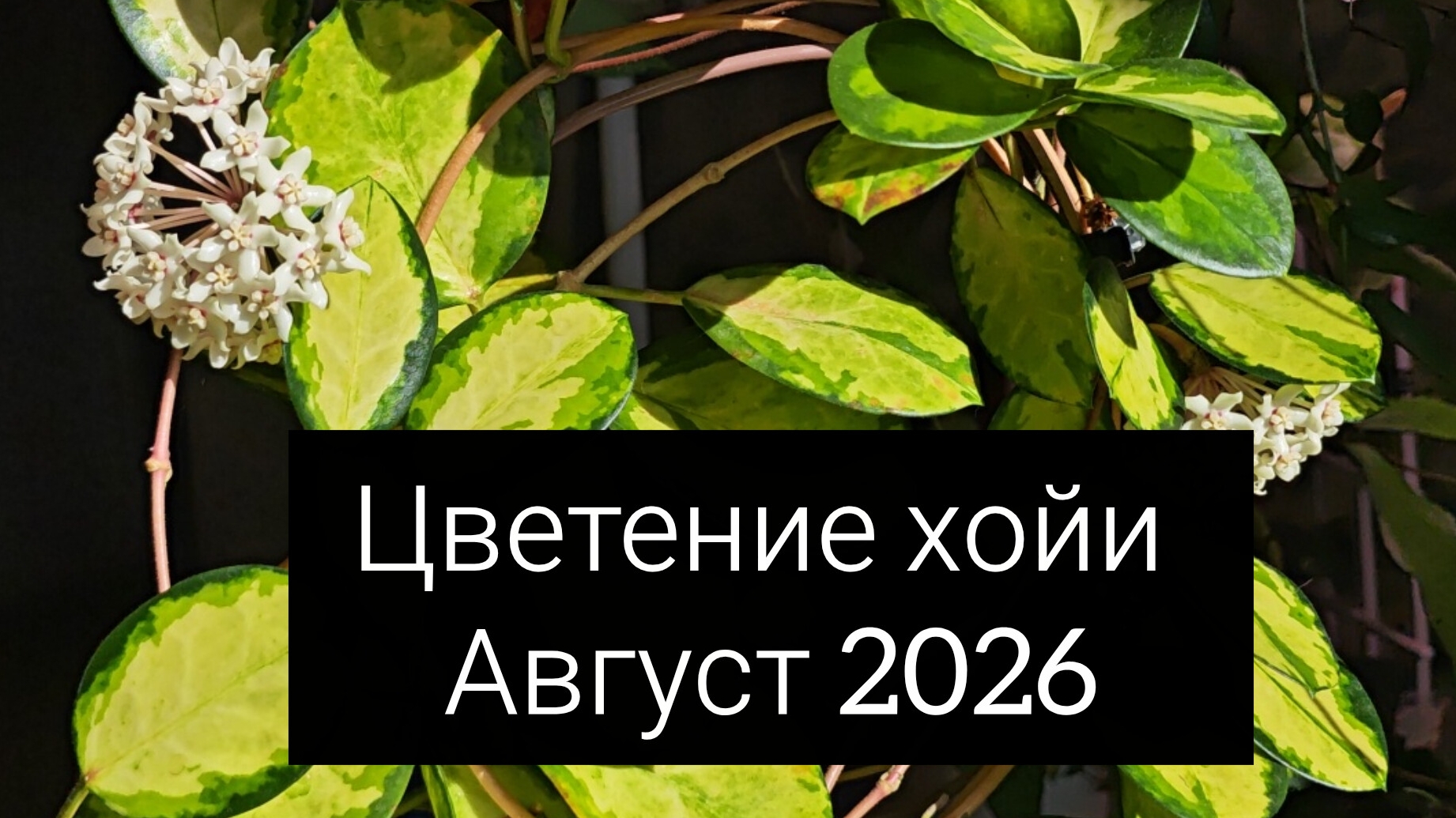 цветение хойи. август 2026