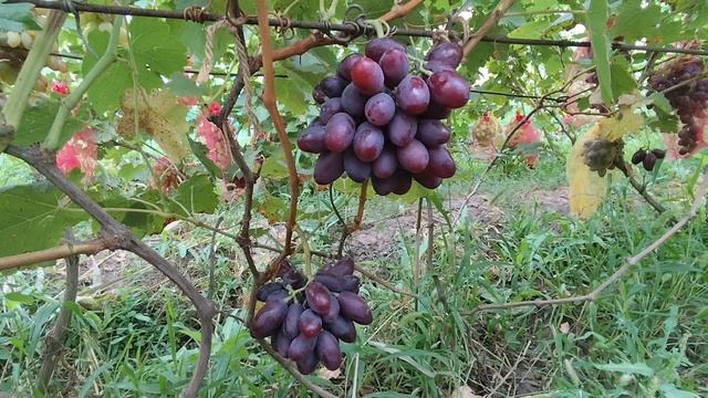 55-Т-3 Новая форма Калугина