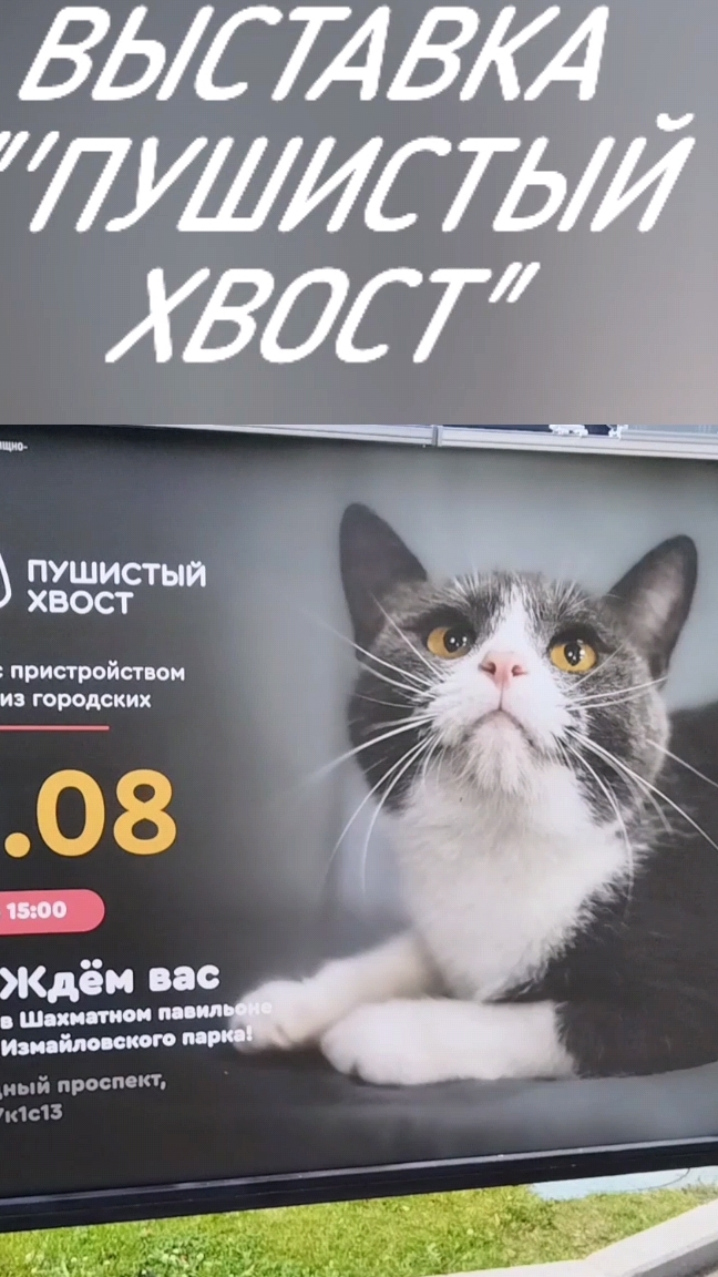 Выставка с пристройством животных из городских приютов