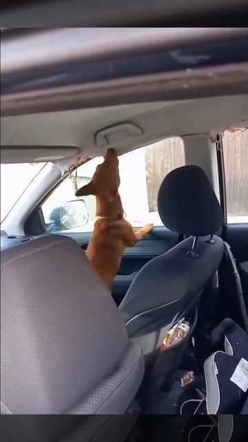 говорил хозяину: смени обшивку! Всё самому надо делать!//оставь комент, а то укушу!