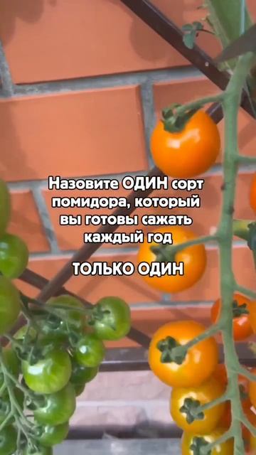 Какие помидоры лучше?