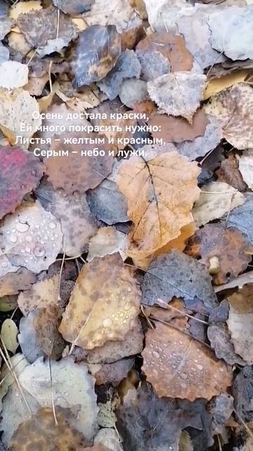 🍁#осень  #настроение #любовь #прогулка #листва #осенний #шортс #лес #погода #листья #отдых