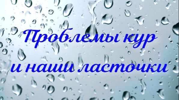 Куриные проблемы и наши ласточки