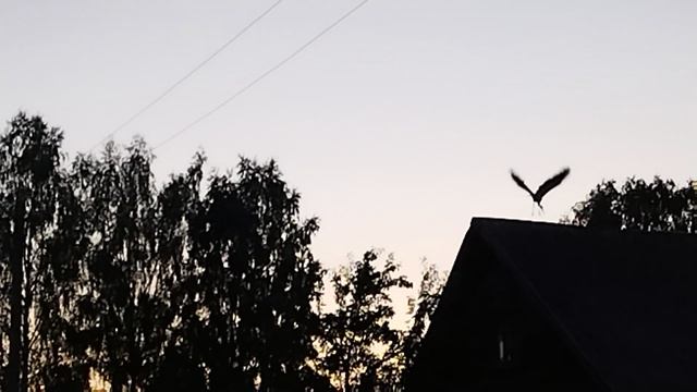 Аист под вечер (на крыше)