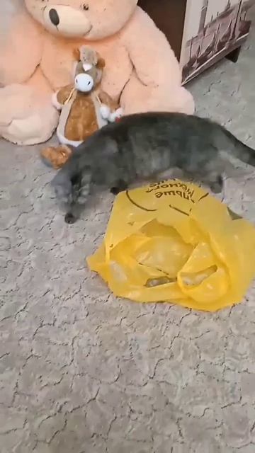 Приколы животные