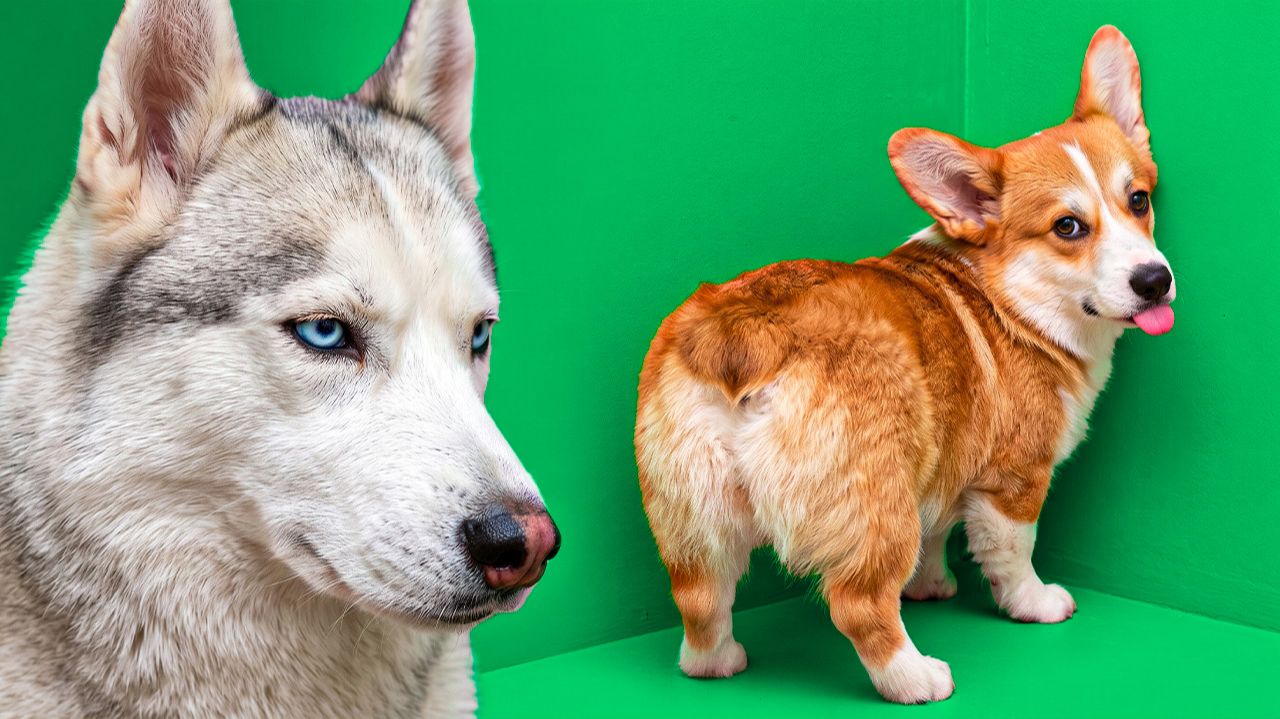 МЕНЯ НАКАЗАЛ БАНДИТ! ВЛОГ БЕЗ МОНСТРОВ! Корги Коржик Говорящая собака