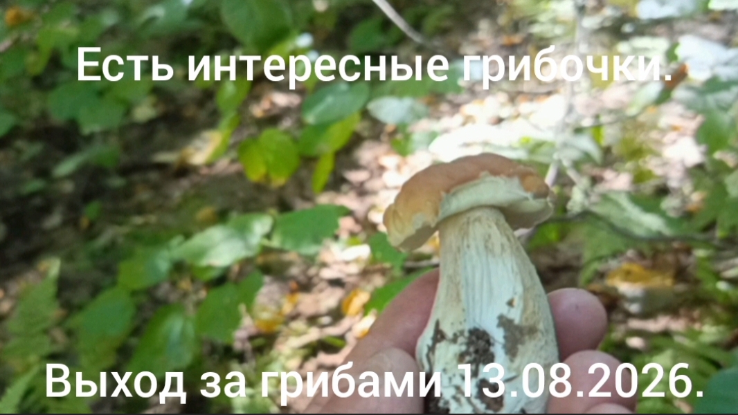 Выход за грибами 13.08.2026.