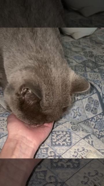 Любитель коллагена 😄
