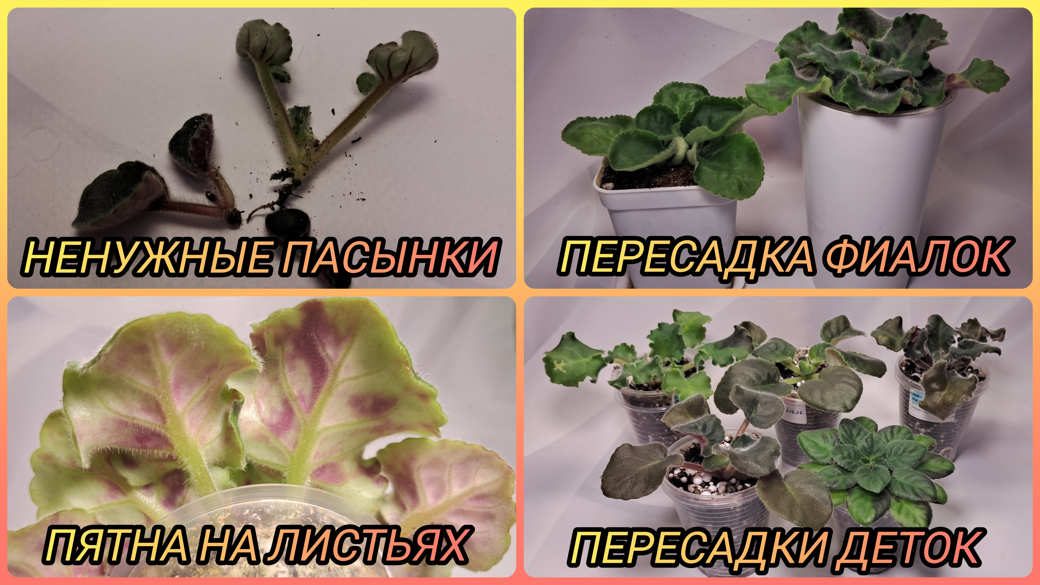 Ненужные пасынки. Пересадка фиалок. Пятна на листьях. Пересадки деток.