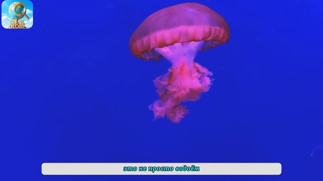 Палау   15 Удивительных Фактов о Земле Самых Счастливых Женщин в Мире   Путевой Документальный.mp4