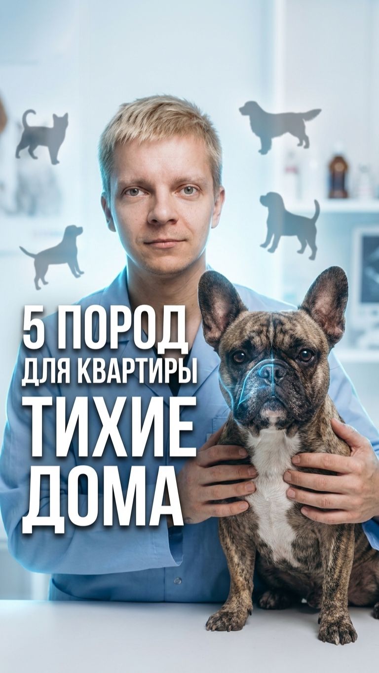 🐾 5 тихих пород собак для квартиры — какие безопасны, а какие только выглядят спокойными