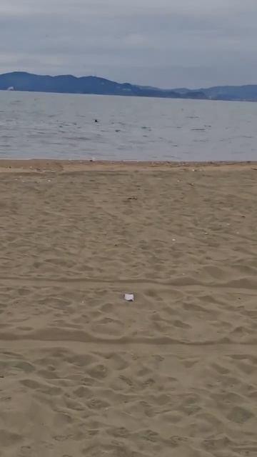 Акула подплыла к купающимся в море женщине с детьми на популярном в Приморье пляже