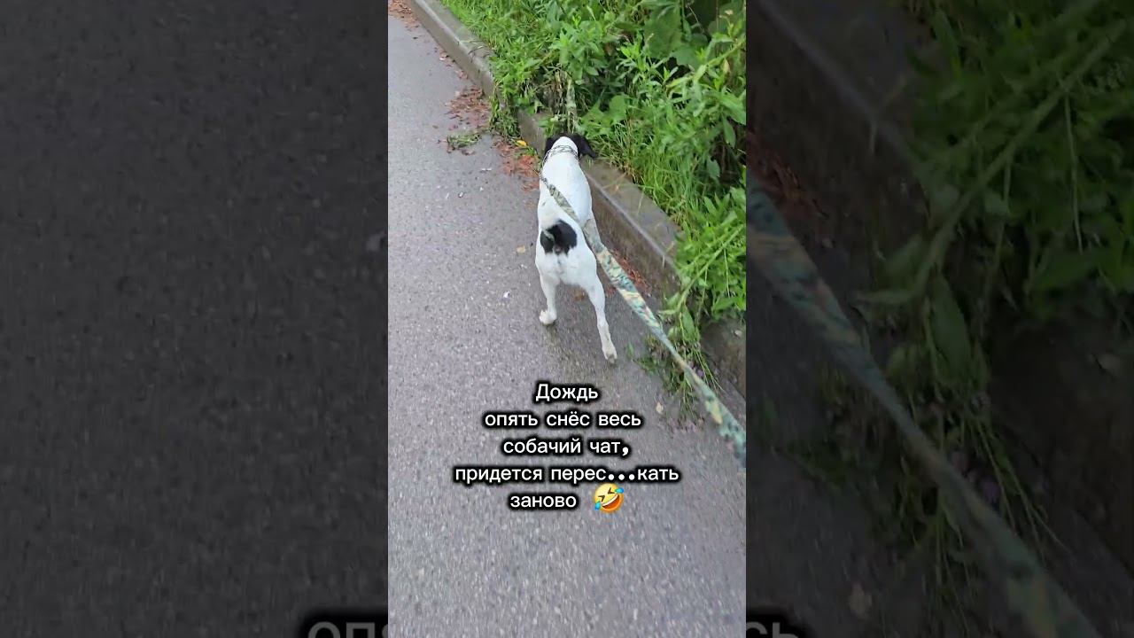 придётся переписивать #собака #моясобака #собакадругчеловека