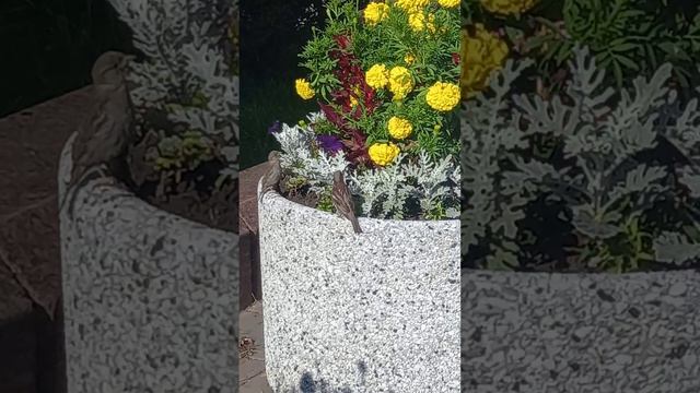 Чем завтракают городские воробьи в Кемерово