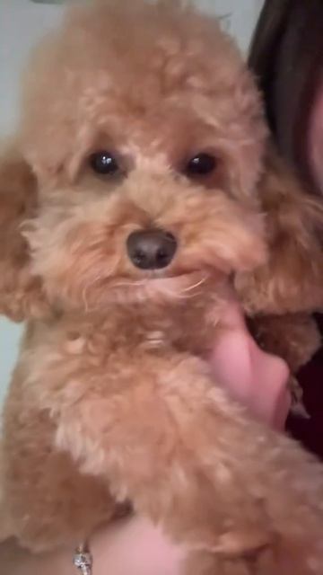 😘🥰🐶