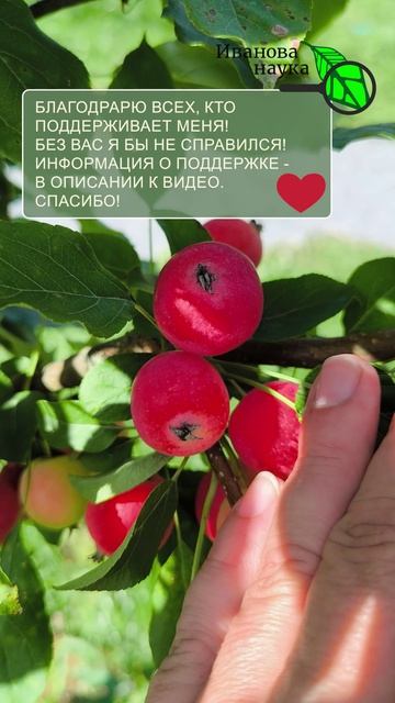 🤯 Пятна на листьях плодовых деревьев? 🛑 ХИМИЯ ТУТ БЕССИЛЬНА!