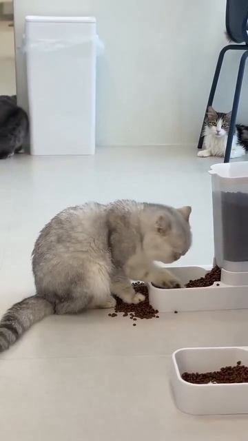 😸🥄🫘