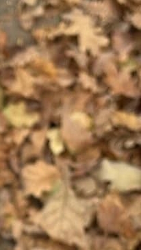 Багидошка 🍂
