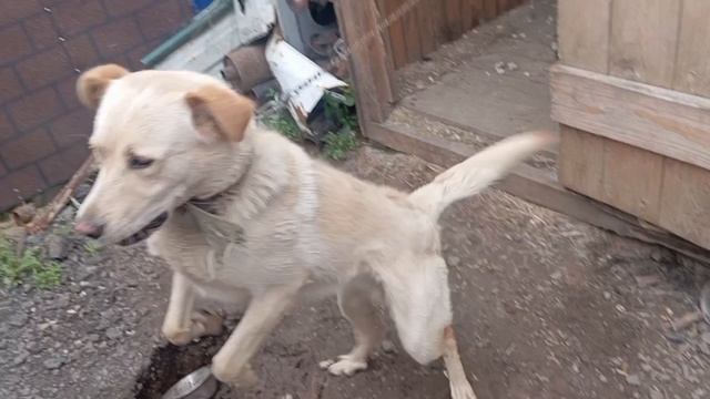 песня про Сабито  клип