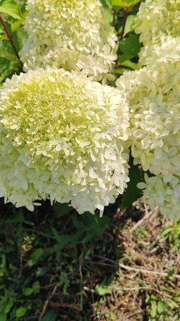 Гортензия метельчатая  «Роял Флауэр» (Royal Flower) 27.07.2026г.Брянск