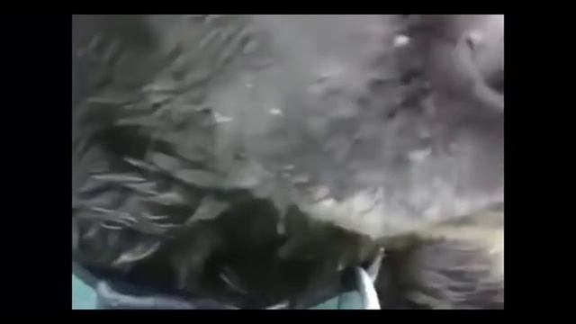Собака стучит зубами от холода