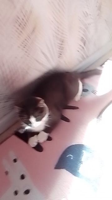 VID_20260813_165017