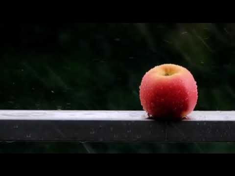 raindrops fall on an apple healing sounds help relieve stressrainsounds rain звукидождядлясна