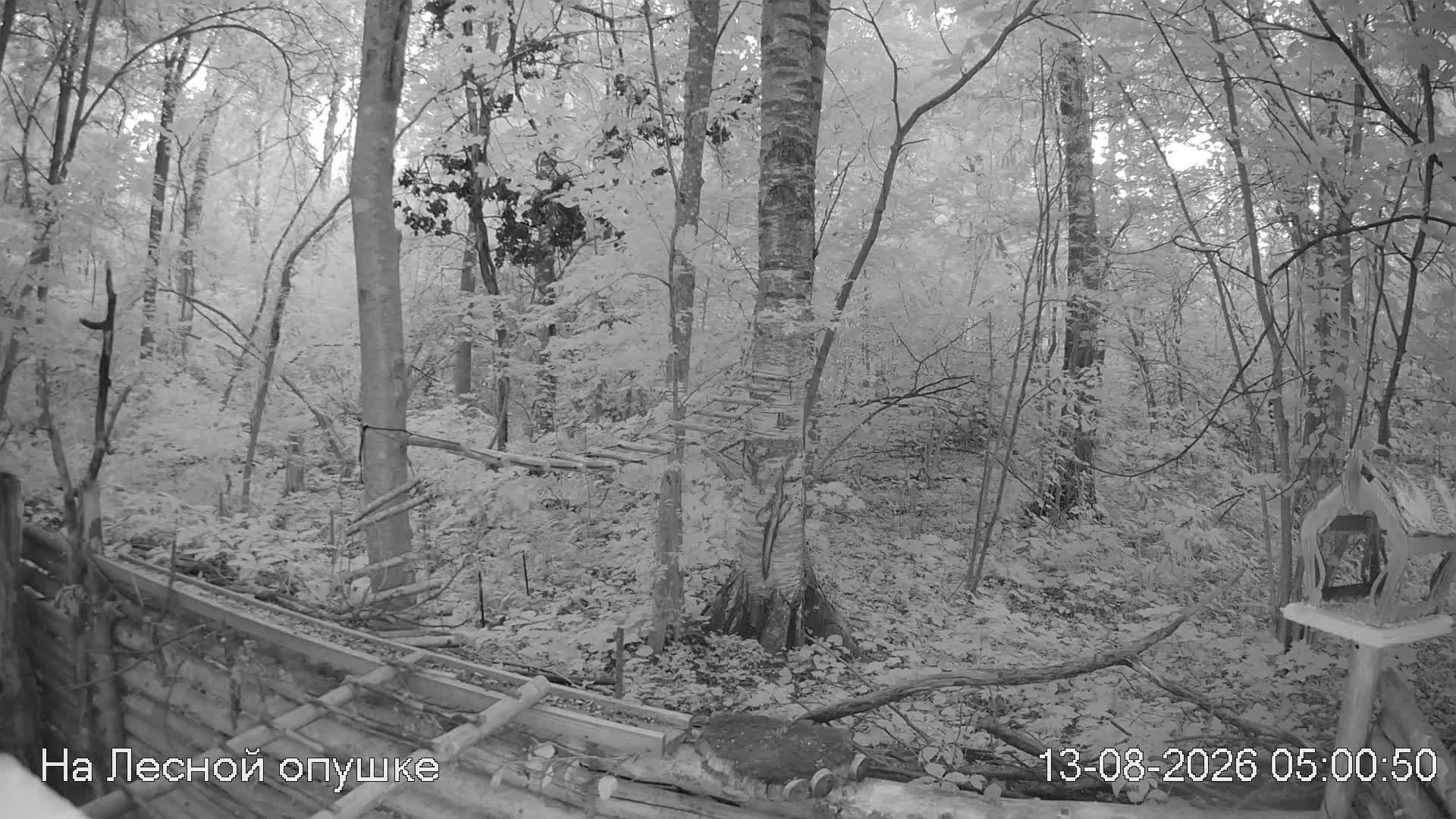 LIVE: На лесной опушке. Природа онлайн