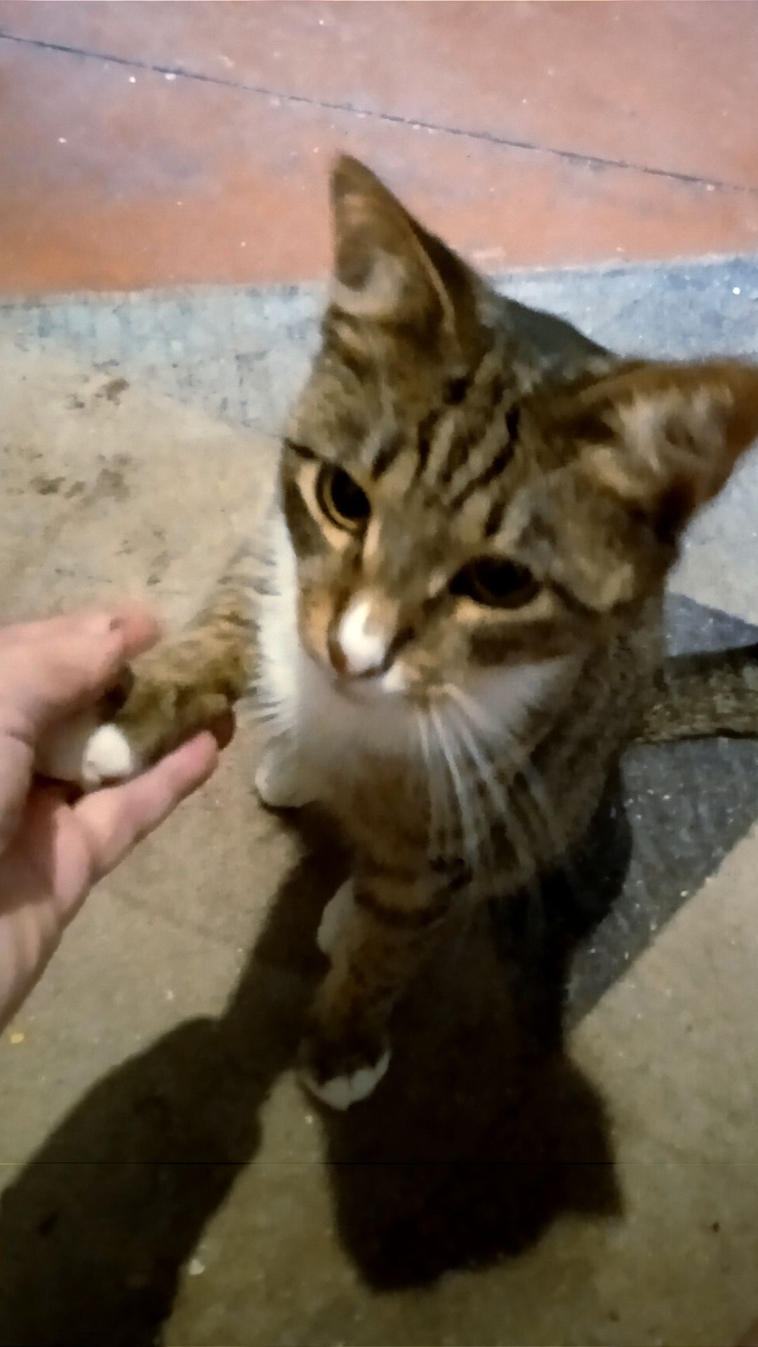 Я котик умный , всё умею...могу я лапку подавать...