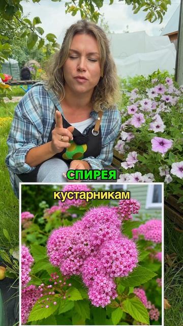 Какой кустарник лучше переносит жару и засуху?