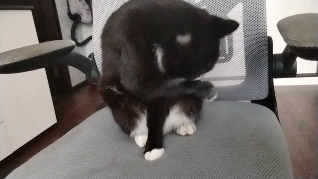 жизнь моего кота