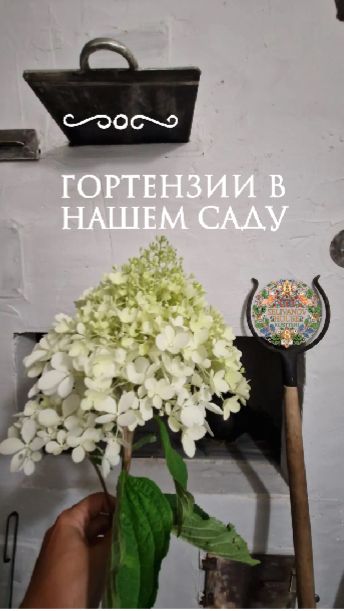 Гортензия в нашем свду