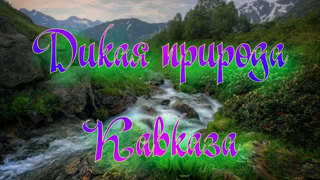 Дикая природа Кавказа